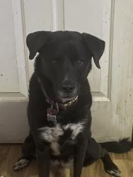 Lost Female Dog last seen The Retreat RV Resort, Lubbock, TX 79423