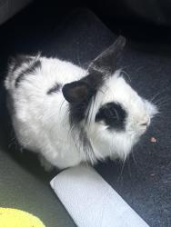 Lost Male Rabbit last seen Meadowbrook & skyline, San Diego, CA 92114