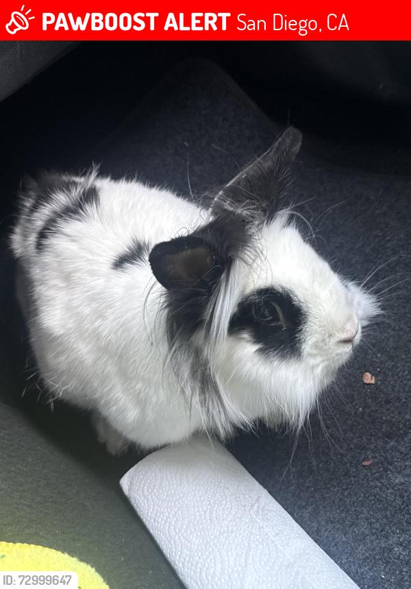 Lost Male Rabbit last seen Meadowbrook & skyline, San Diego, CA 92114