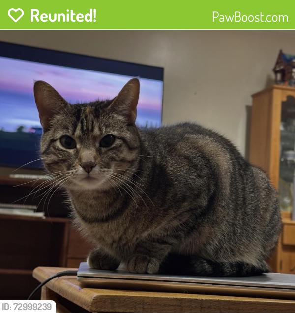 Reunited Female Cat last seen Twyla and Belmont, Tonawanda Town, NY 14223