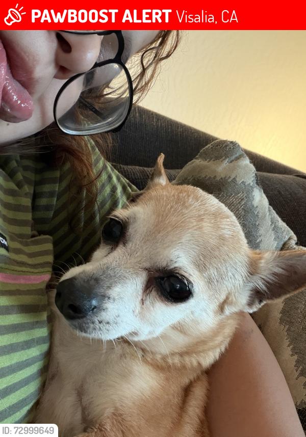 Lost Female Dog last seen Near cottontail st, Visalia, CA 93291