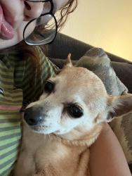 Lost Female Dog last seen Near cottontail st, Visalia, CA 93291