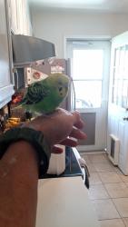 Found/Stray Unknown Bird last seen 4th St SE and U St SE, Auburn, WA 98002