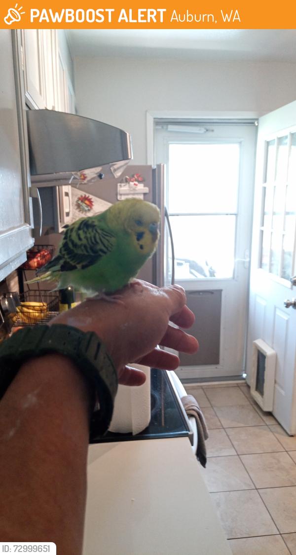 Found/Stray Unknown Bird last seen 4th St SE and U St SE, Auburn, WA 98002