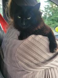 Lost Female Cat last seen Cardinal Dr by the Evergreen College apmts., Olympia, WA 98502