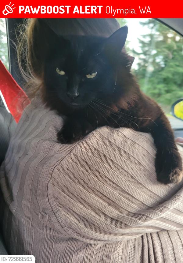 Lost Female Cat last seen Cardinal Dr by the Evergreen College apmts. , Olympia, WA 98502