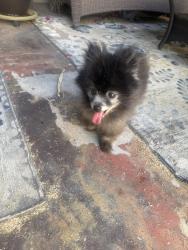 Reunited Unknown Dog last seen Desert Inn & Sandhill, Las Vegas, NV 89121