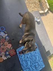 Reunited Female Dog last seen Marsh Lane and Northwest Highway 12, Dallas, TX 75220