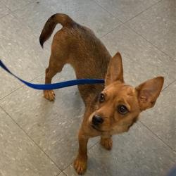 Shelter Stray Female Dog last seen , 12910 Yukon Ave, Hawthorne, CA 90250, USA