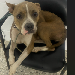 Shelter Stray Female Dog last seen , 1901 N 31st Ave, Hattiesburg, MS 39401, USA