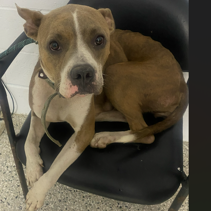 Shelter Stray Female Dog last seen , 1901 N 31st Ave, Hattiesburg, MS 39401, USA