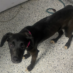 Shelter Stray Female Dog last seen , 1901 N 31st Ave, Hattiesburg, MS 39401, USA