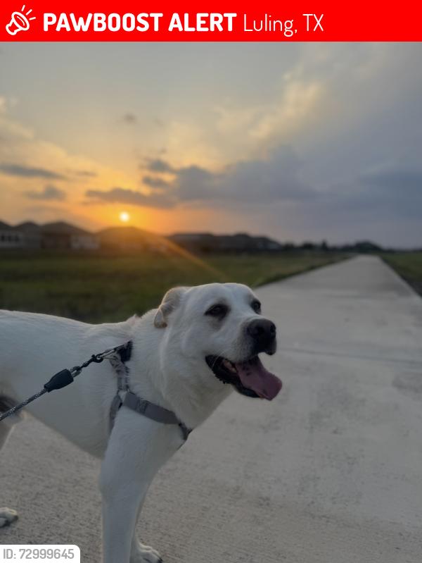 Lost Male Dog last seen The mishap happened near Hwy 183 and County Road 230/FM 1586, Luling, TX 78648