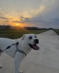 Lost Male Dog last seen The mishap happened near Hwy 183 and County Road 230/FM 1586, Luling, TX 78648