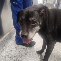 Shelter Stray Female Dog last seen , 328 Furman Hall Rd, Greenville, SC 29609, USA