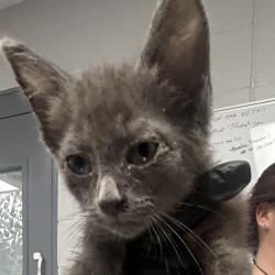 Shelter Stray Male Cat last seen , 328 Furman Hall Rd, Greenville, SC 29609, USA