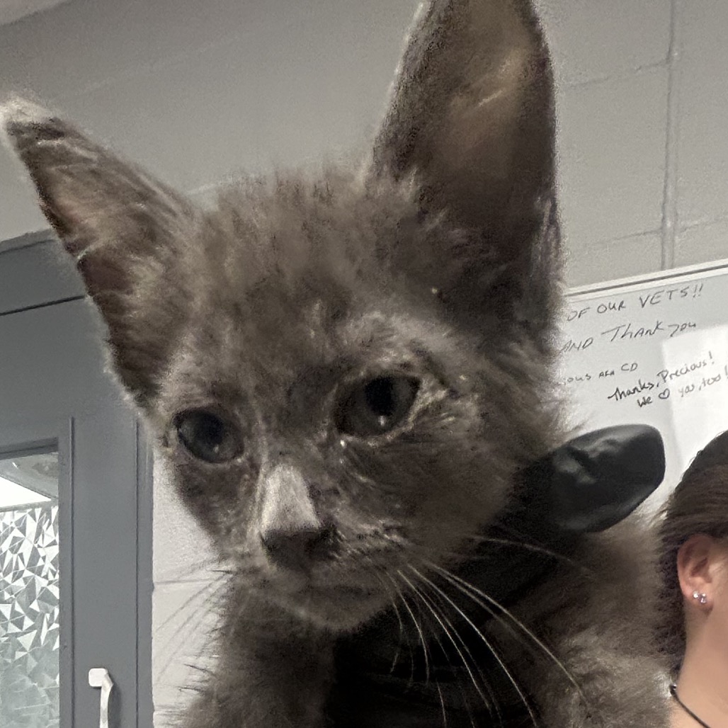 Shelter Stray Male Cat last seen , 328 Furman Hall Rd, Greenville, SC 29609, USA