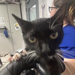 Shelter Stray Female Cat last seen , 328 Furman Hall Rd, Greenville, SC 29609, USA