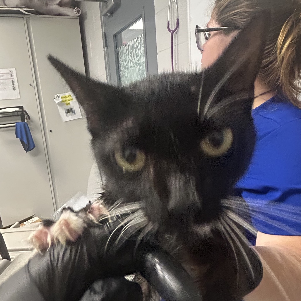 Shelter Stray Female Cat last seen , 328 Furman Hall Rd, Greenville, SC 29609, USA