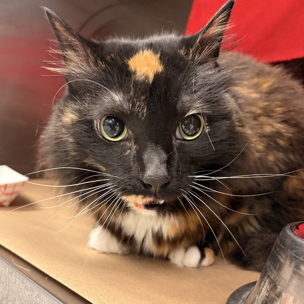 Shelter Stray Female Cat last seen , 328 Furman Hall Rd, Greenville, SC 29609, USA