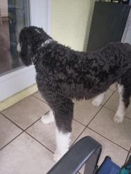Found/Stray Unknown Dog last seen 5th and Maple, Lehigh Acres, FL 33972