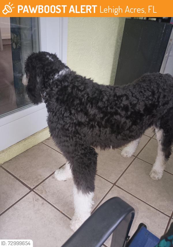 Found/Stray Unknown Dog last seen 5th and Maple, Lehigh Acres, FL 33972