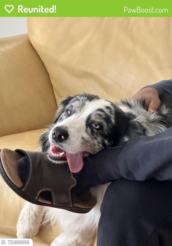 Reunited Female Dog last seen haas st, Escondido, CA 92025
