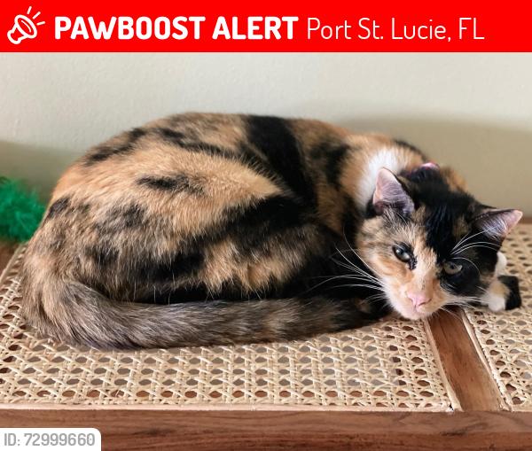 Lost Female Cat last seen Westmoreland Ave, Port St. Lucie, FL 34952