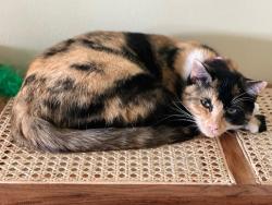 Lost Female Cat last seen Westmoreland Ave, Port St. Lucie, FL 34952