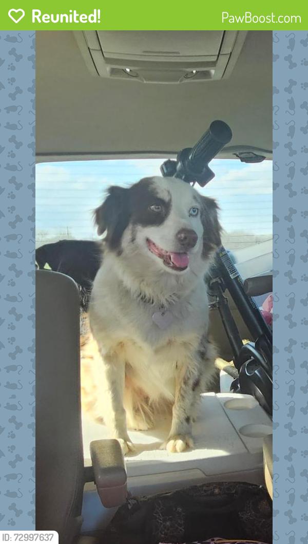 Reunited Female Dog last seen Hopkins Park in Denison. Corner of Lamar and Murray., Denison, TX 75021