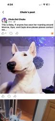 Reunited Female Dog last seen Monroe Ave, El Paso, TX 79930, USA, El Paso, TX 79930
