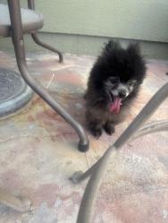 Reunited Unknown Dog last seen Desert inn & Sandhill, Las Vegas, NV 89121