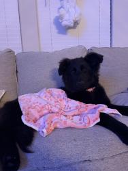 Lost Female Dog last seen mcart, Fort Worth, TX 76115