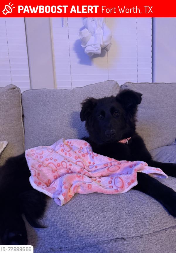 Lost Female Dog last seen mcart, Fort Worth, TX 76115