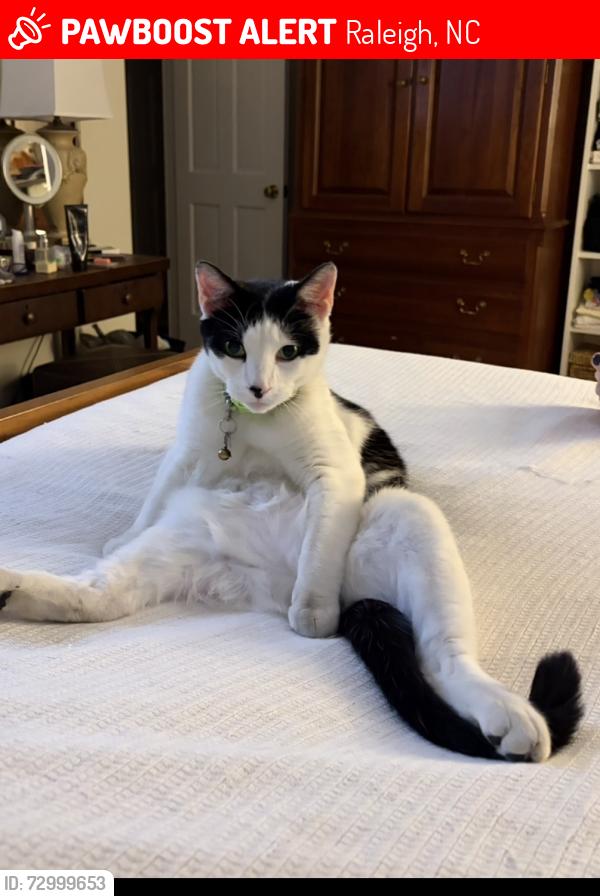 Lost Male Cat last seen Harps Mill and Hunting Ridge, Raleigh, NC 27615