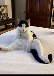 Lost Male Cat last seen Harps Mill and Hunting Ridge, Raleigh, NC 27615