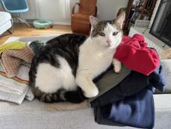 Lost Male Cat last seen Near Donnybrook Drive, Asheville, NC 28806