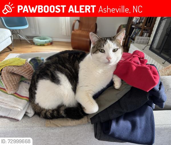 Lost Male Cat last seen Near Donnybrook Drive, Asheville, NC 28806