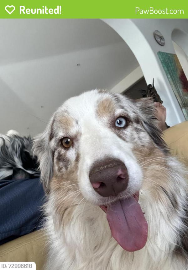 Reunited Female Dog last seen haas st, Escondido, CA 92025
