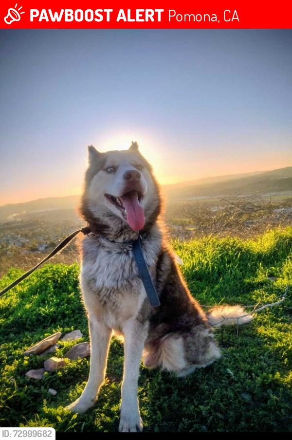 Lost Male Dog last seen 8w st Pomona .ca, Pomona, CA 91766