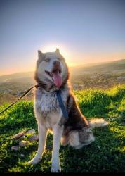Lost Male Dog last seen 8w st Pomona .ca, Pomona, CA 91766