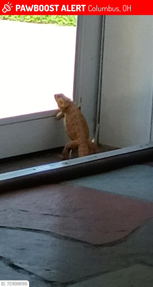 Lost Male Reptile last seen Sullivant ave , Columbus, OH 43223