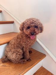 Reunited Female Dog last seen Near w stafford St, Philadelphia, PA 19144