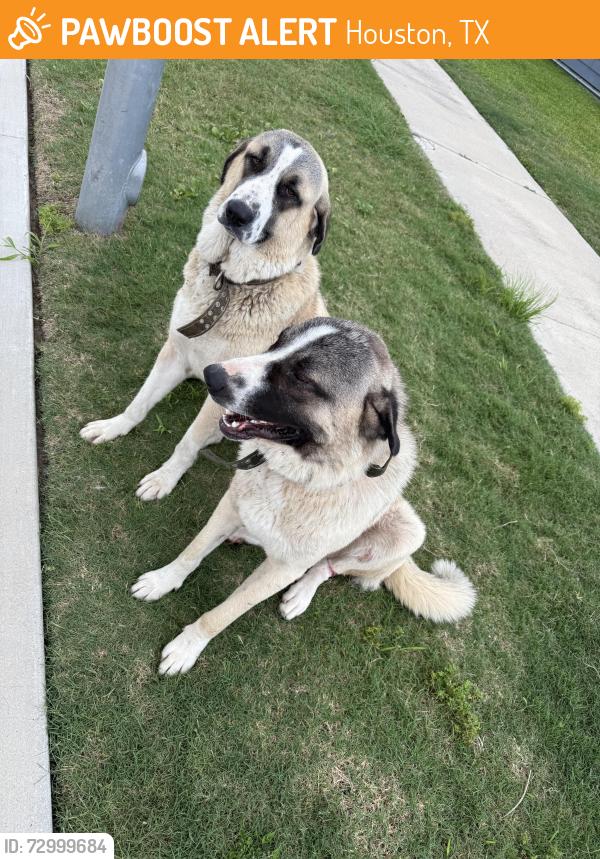 Found/Stray Male Dog last seen Baker bend and bowser, Houston, TX 77034