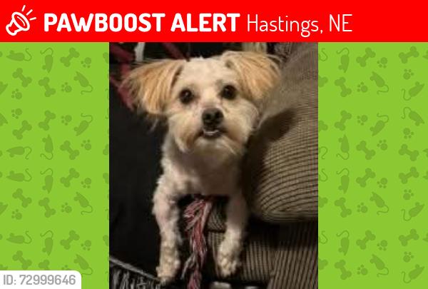 Lost Male Dog last seen HWY 6 and Baseball fields , Hastings, NE 68901