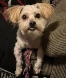 Lost Male Dog last seen HWY 6 and Baseball fields , Hastings, NE 68901