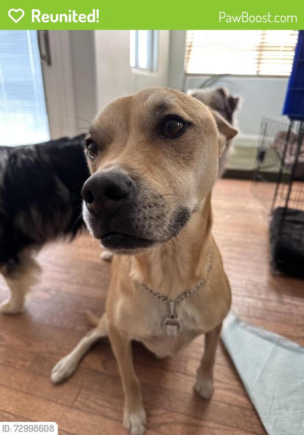 Reunited Male Dog last seen Haas street, Escondido, CA 92025