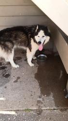 Found/Stray Unknown Dog last seen 76th, Tulsa, OK 74145