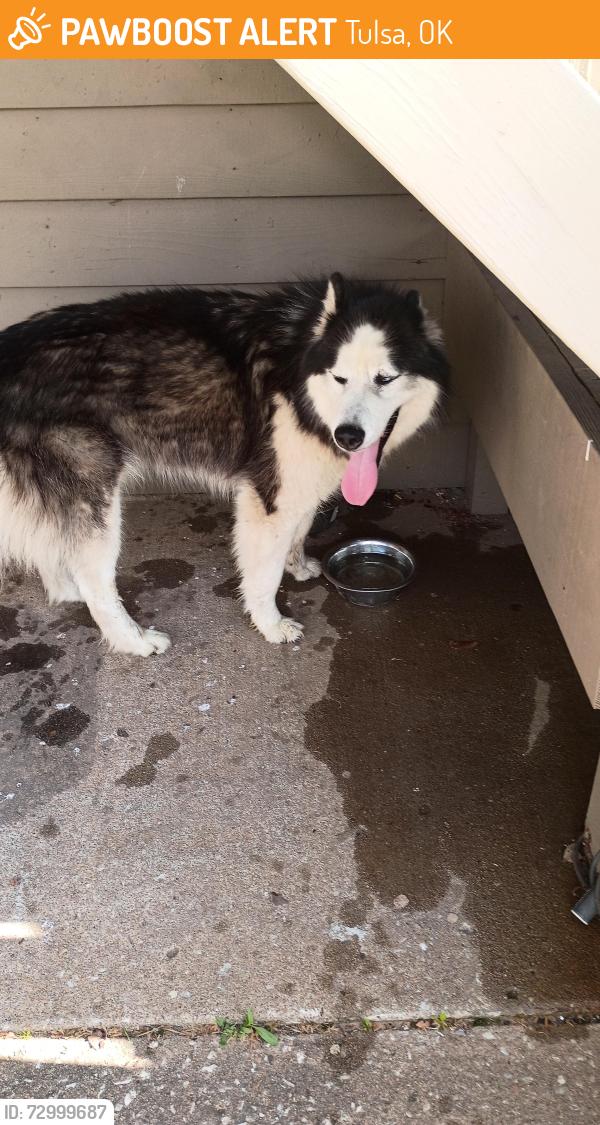 Found/Stray Unknown Dog last seen 76th, Tulsa, OK 74145