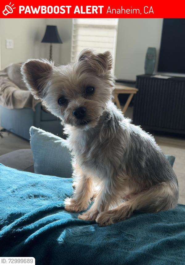 Lost Female Dog last seen Lincoln/Sunkist, Anaheim, CA 92806